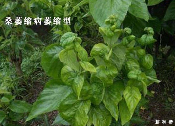 如何防治桑葚萎缩病？附图片