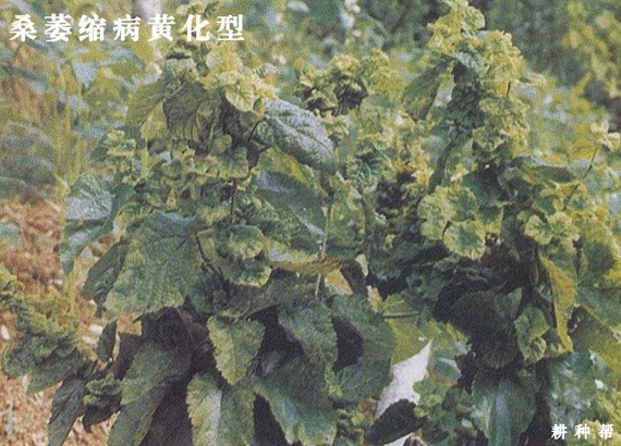 如何防治桑葚萎缩病？附图片