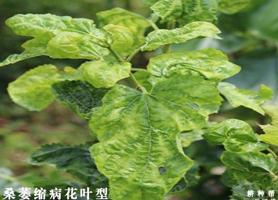 如何防治桑葚萎缩病？附图片