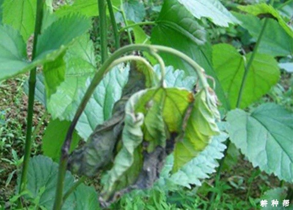 桑葚青枯病怎么防治？附图片