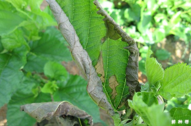 桑葚青枯病怎么防治？附图片