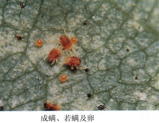 果桑怎么防治朱砂叶螨？附图片