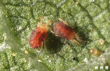 果桑怎么防治朱砂叶螨？附图片