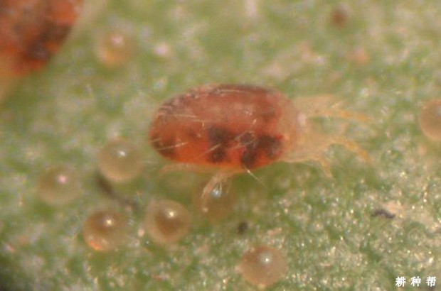 果桑怎么防治朱砂叶螨？附图片