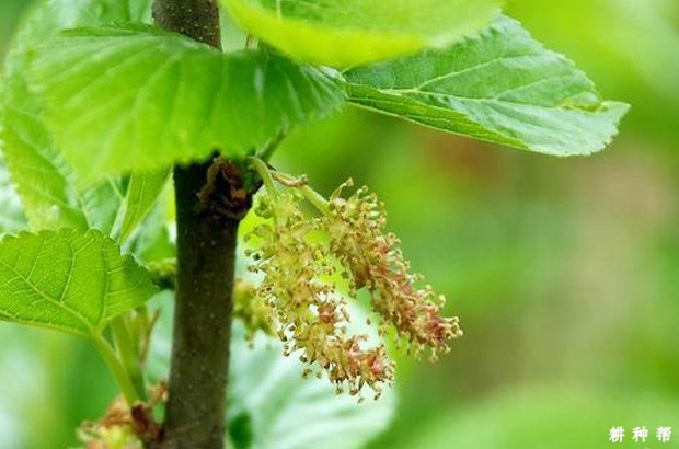 桑葚是什么时候开花？