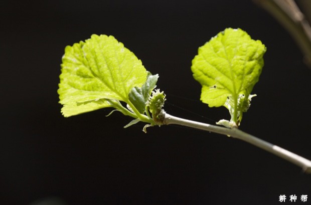 桑葚是什么时候开花？