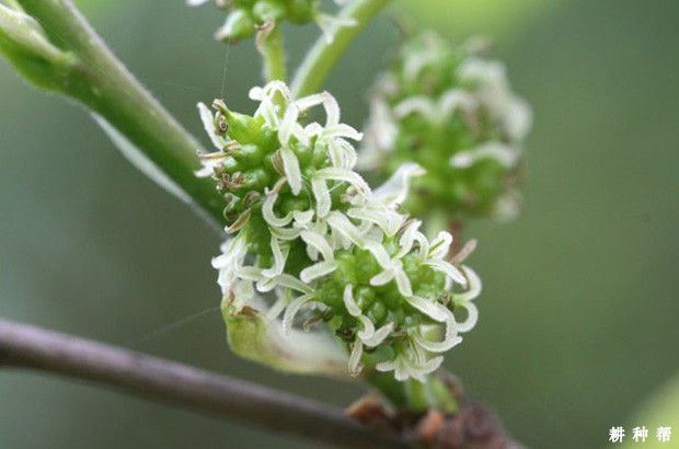 桑葚是什么时候开花？