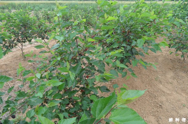 桑葚的生长习性有什么特点? 桑葚的生长习性有什么特点?