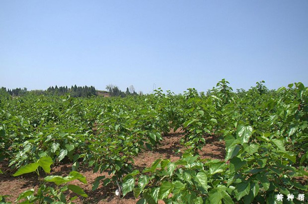 桑葚的生长习性有什么特点? 桑葚的生长习性有什么特点?