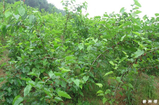 桑葚的生长习性有什么特点? 桑葚的生长习性有什么特点?