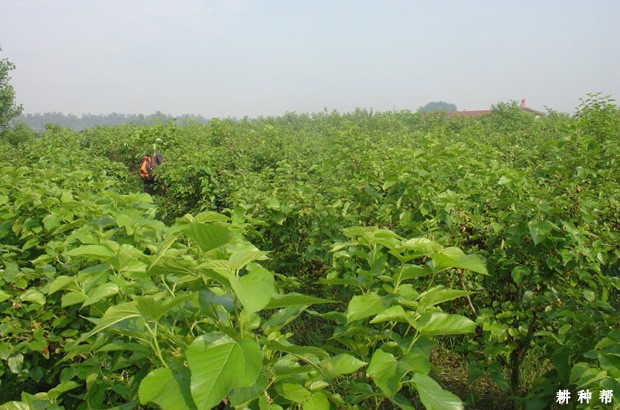 桑葚的生长习性有什么特点? 桑葚的生长习性有什么特点?