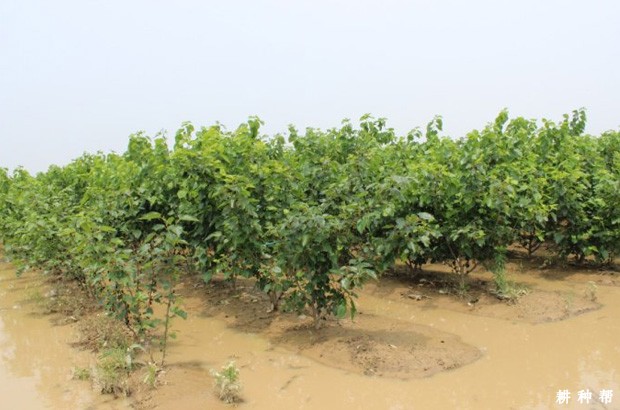 桑葚园积水会怎么样？