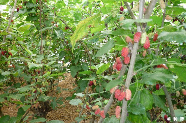 桑葚园怎么选择种植地点？