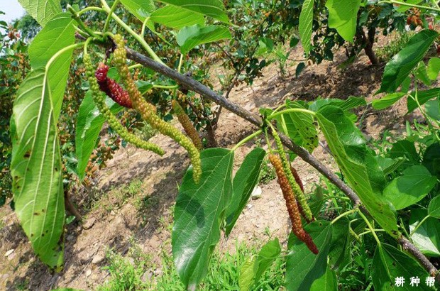 桑葚几年结果？