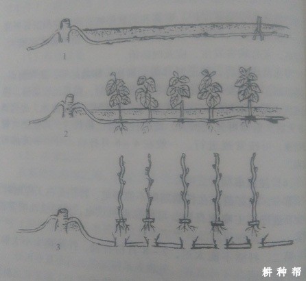 桑葚如何压条繁殖育苗？