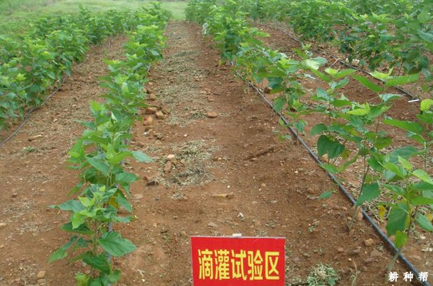 桑葚什么时候浇水好？