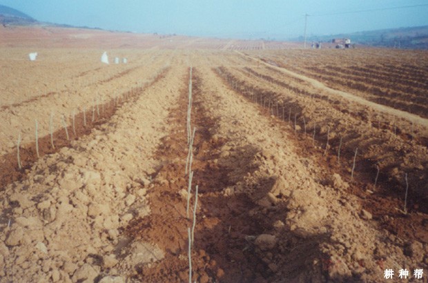 桑葚什么时候浇水好？