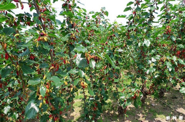 桑葚适宜在哪里种植? 桑葚适宜在哪里种植?