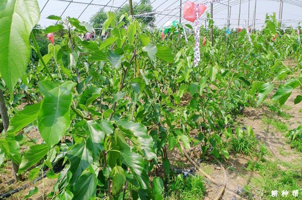 桑葚适宜在哪里种植? 桑葚适宜在哪里种植?