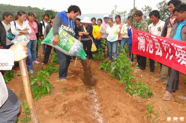 桑葚树施肥量是多少？