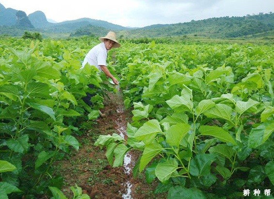 桑葚树施肥量是多少？