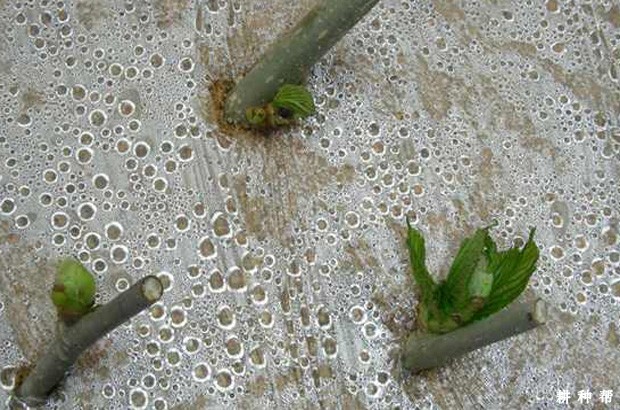 桑葚如何用绿枝扦插育苗？