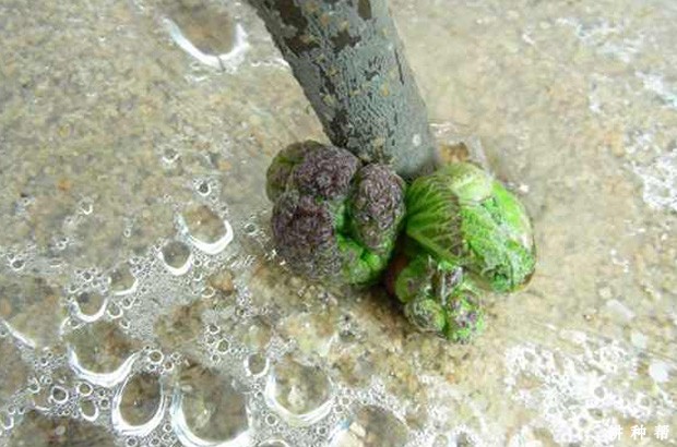 桑葚如何用绿枝扦插育苗？