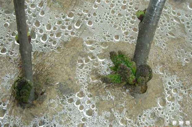 桑葚如何用绿枝扦插育苗？