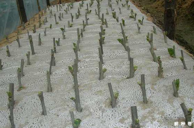 桑葚如何用绿枝扦插育苗？