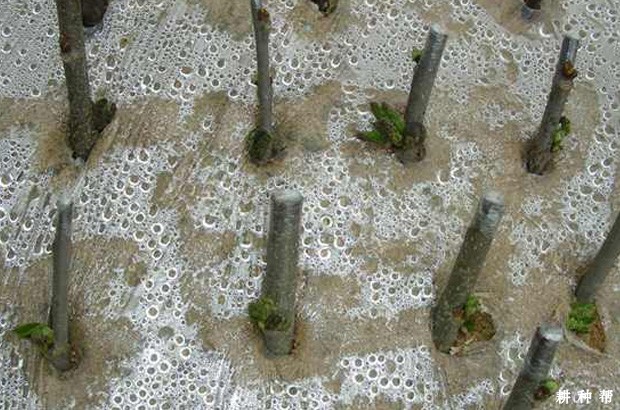 桑葚如何用绿枝扦插育苗？