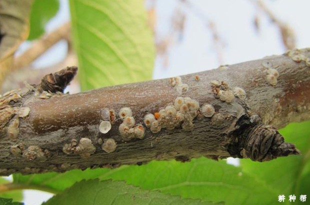 桑葚如何防治桑白蚧？附图片	