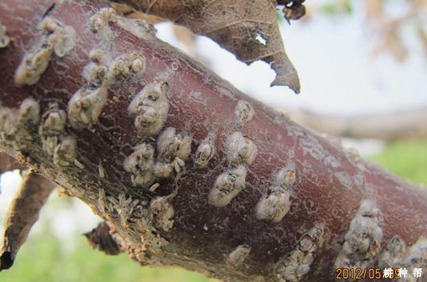 桑葚如何防治桑白蚧？附图片	