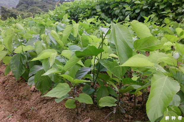 桑葚如何用硬枝扦插育苗？