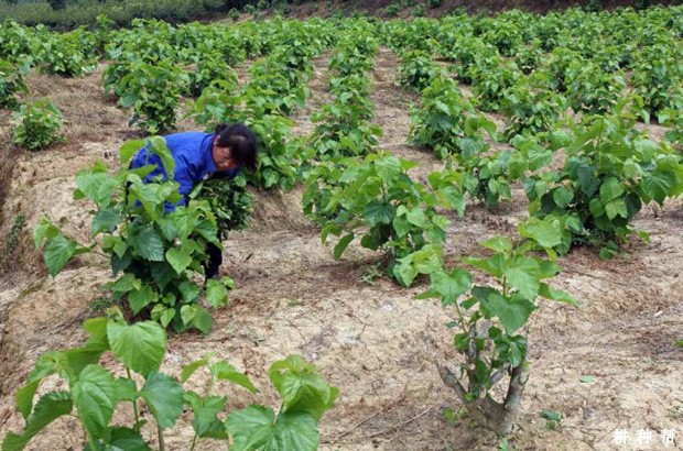 桑葚树有几种施肥方法？