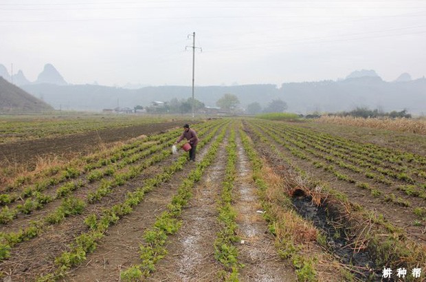 桑葚树有几种施肥方法？