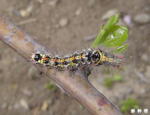 桑葚如何防治桑毛虫？附图片