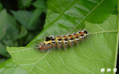 桑葚如何防治桑毛虫？附图片