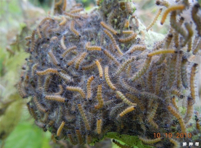 桑葚如何防治桑毛虫？附图片