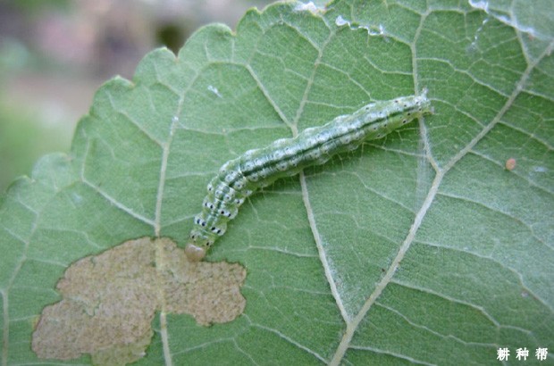 桑葚如何防治桑螟？附图片