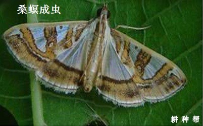 桑葚如何防治桑螟？附图片