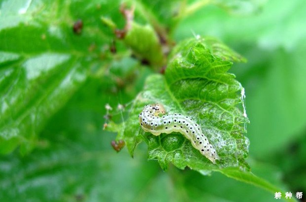 桑葚如何防治桑螟？附图片