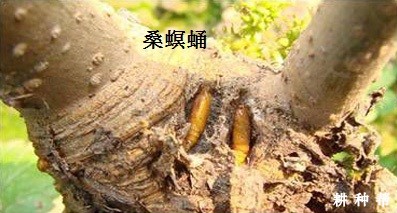 桑葚如何防治桑螟？附图片