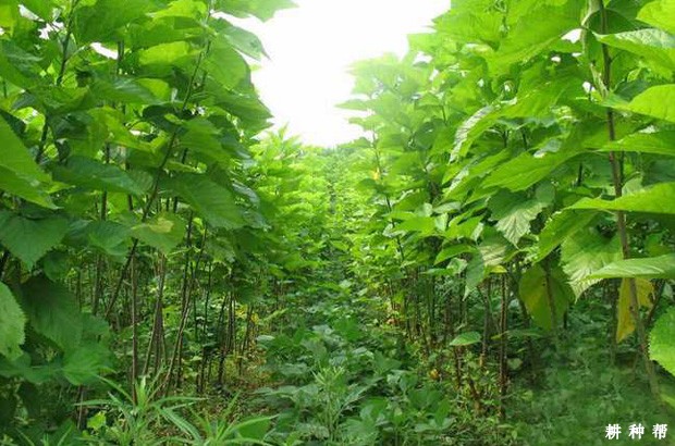 桑葚树什么时候施肥好？