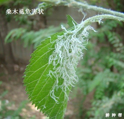 桑葚如何防治桑木虱？附图片