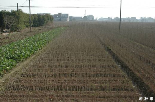 桑葚扦插育苗怎么提高成功率？