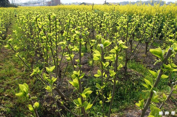 桑葚扦插育苗怎么提高成功率？