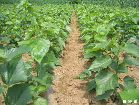 桑葚定植后如何管理？