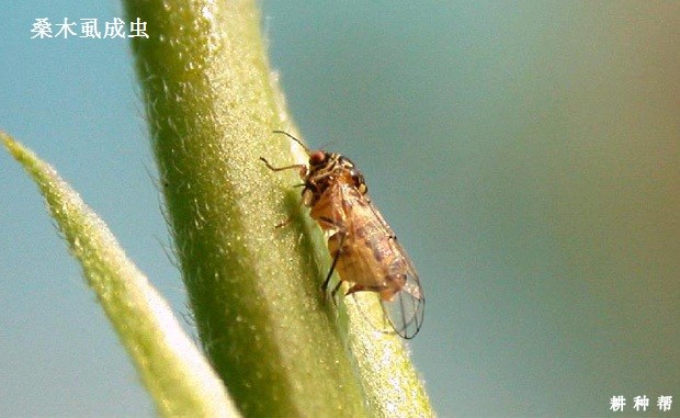 桑葚如何防治桑木虱？附图片