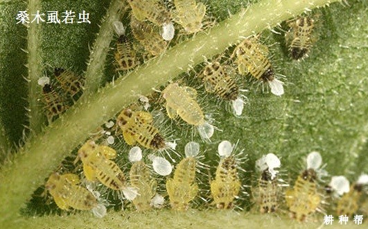 桑葚如何防治桑木虱？附图片