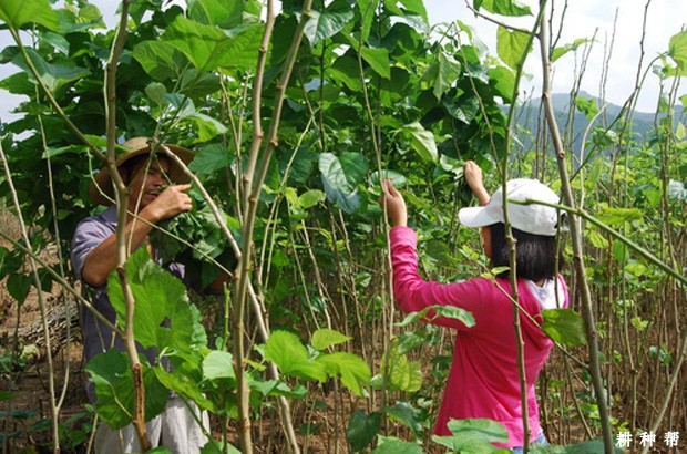 采叶对桑葚有哪些影响？